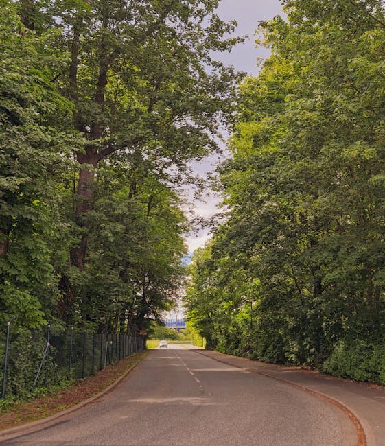 A quiet residential street scene featuring a narrow tarmac road lined by tall, leafy green trees on both sides, casting shade over the pavement and road. The road curves gently to the right and is bor